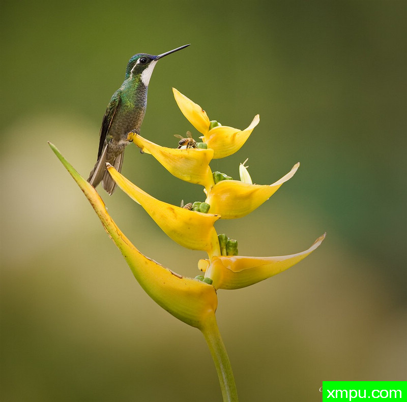悍马在蕉----摄影师：基斯鲍尔[美国]