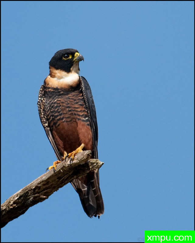 蝙蝠猎鹰--摄影希克斯[美国]