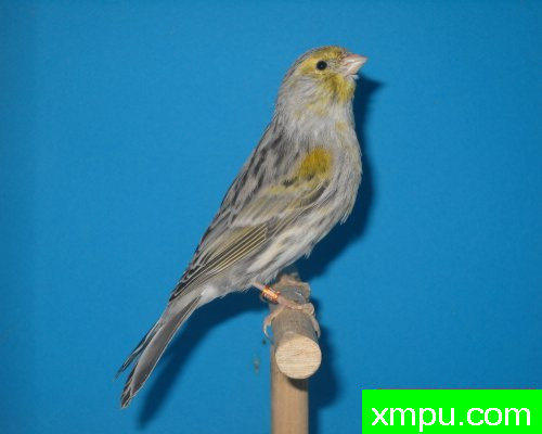 金丝雀-黄叶玛瑙--摄影师：莱斯derniers德摄影[法国]