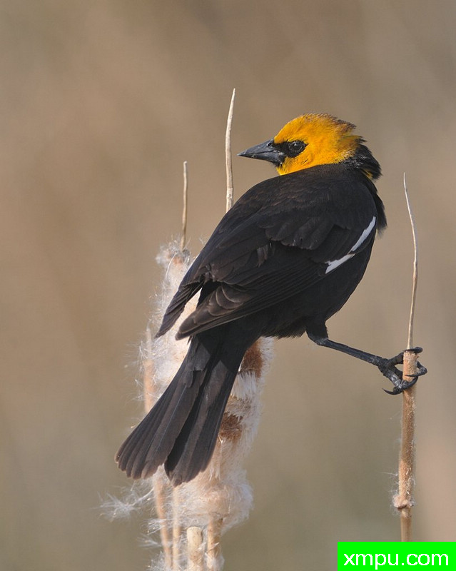 黄色翼黑鸟[加拿大]--摄影师 彼得沃德里 摄影