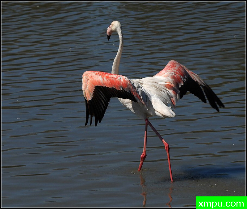 火烈鸟---摄影师 迪特尔Biskamp摄影