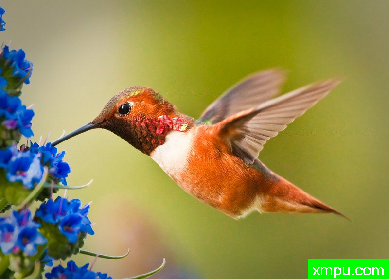 黄金蜂鸟----著名荒野摄影师：蒙斯廷内特摄影