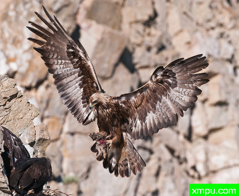 美丽的猛禽-- 著名荒野摄影师：蒙斯廷内特摄影