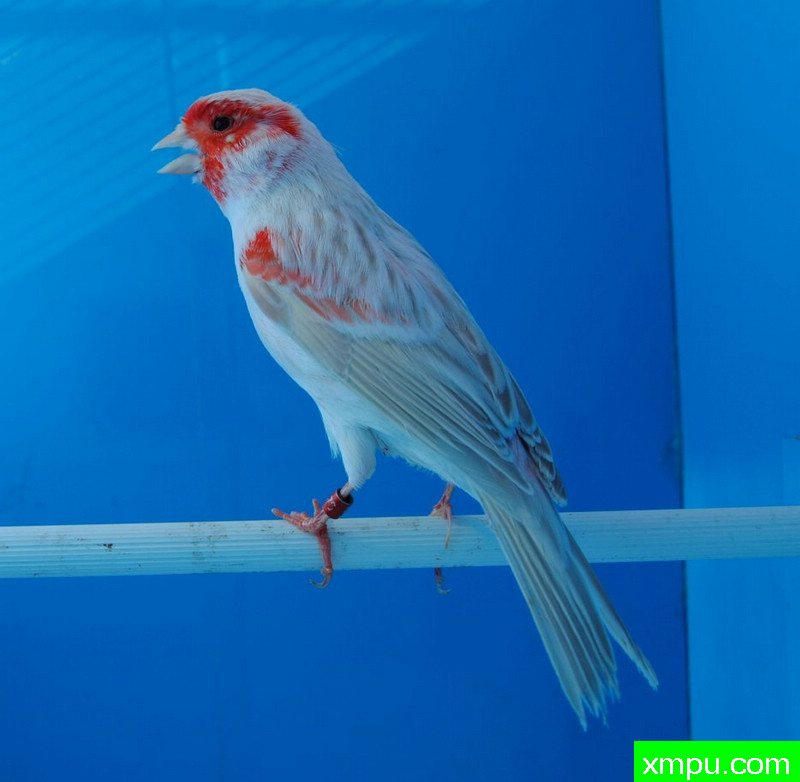 金丝雀-红马赛克玛瑙----摄影师BATTAGLIA64[意大利]