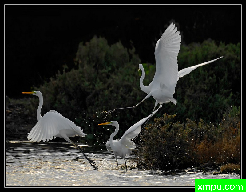 白色芭蕾---摄影师： Giangiorgio Crisponi摄影