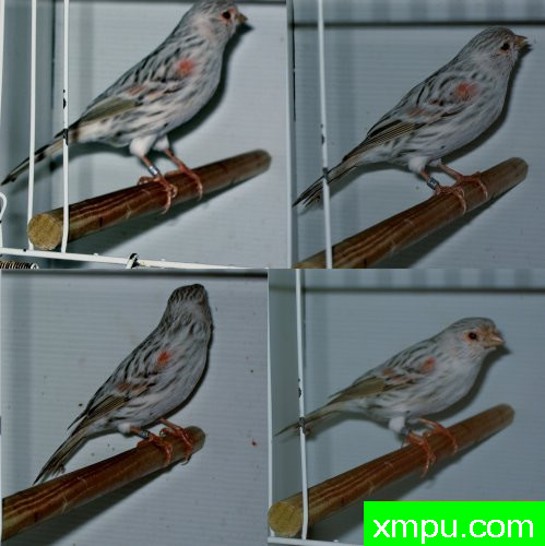 金丝雀-红点玛瑙亚军鸟--摄影师：BATTAGLIA64摄影