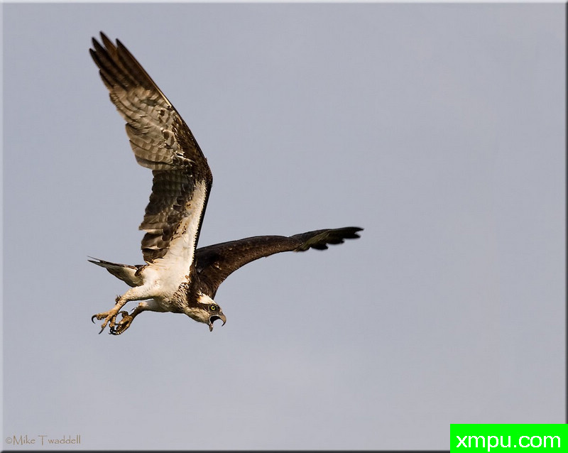 愤怒的鱼鹰----摄影师 迈克特德尔 摄影
