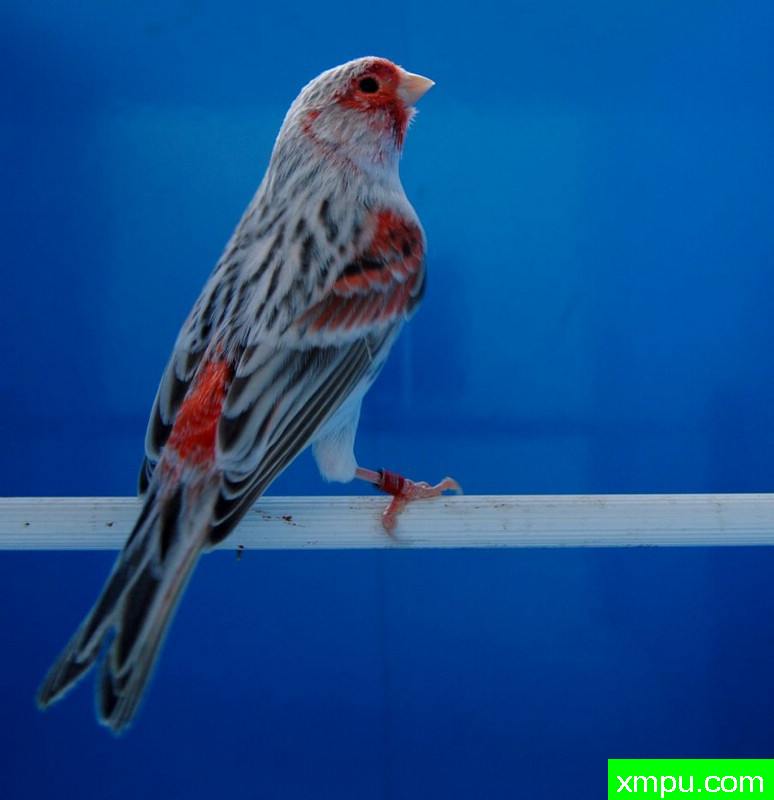 红班点玛瑙金丝雀----摄影师BATTAGLIA64[意大利].