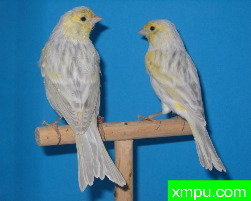 金丝雀-伯爵阿维斯夫妇--摄影师：莱斯derniers德摄影[法国]