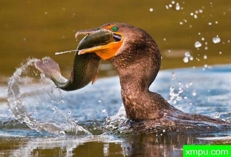 出色的工作！--著名荒野摄影师：蒙斯廷内特摄影