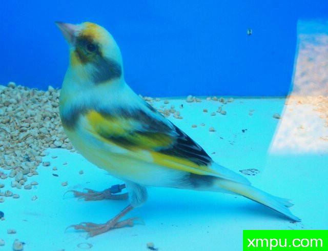 金丝雀[三花玉鸟]--摄影师：coda49摄影