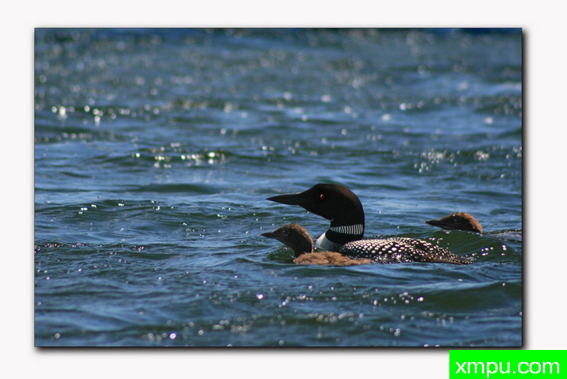 要小心，朝两边看--著名户外自然摄影师：琳达戴维森摄影