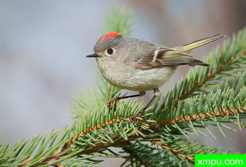 红宝石冠---摄影：丹港[蒙大拿]