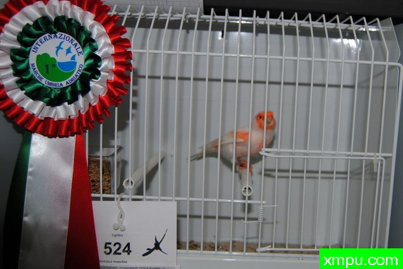 金丝雀-红马赛克玛瑙冠军鸟--摄影师：BATTAGLIA64摄影