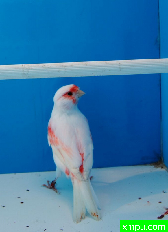 金丝雀-红马赛克玛瑙冠军鸟--摄影师：BATTAGLIA64摄影