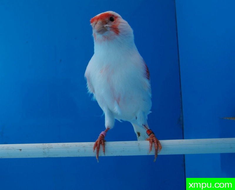 金丝雀-红马赛克玛瑙冠军鸟--摄影师：BATTAGLIA64摄影