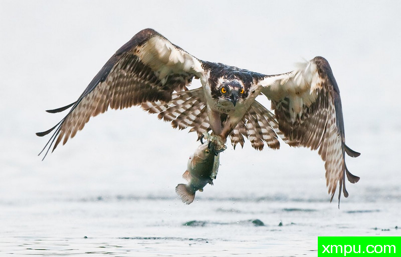 高手---著名荒野摄影师：蒙斯廷内特摄影