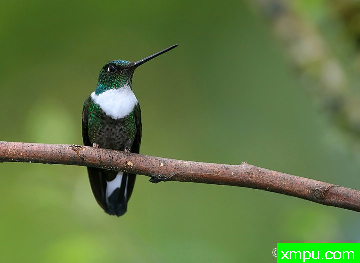蜂鸟 ---著名的户外和自然摄影家内特察佩尔摄影