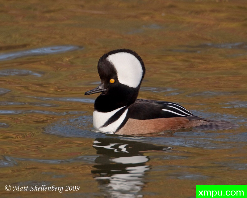 连帽秋沙鸭 --摄影马特Shellenberg [美国]