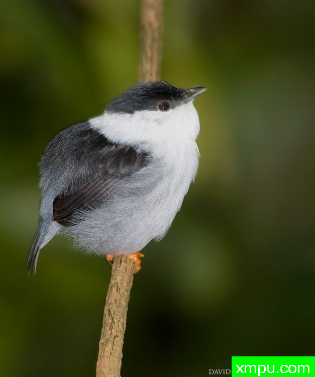 胡子鸟[西印度群岛]--摄影师：大卫亨明斯摄影
