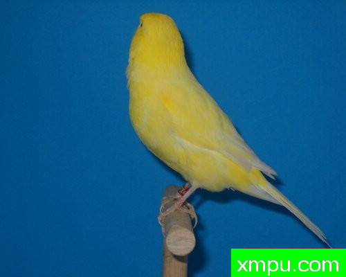 金丝雀--男性jaune希梅尔--摄影师：莱斯derniers德摄影[法国]