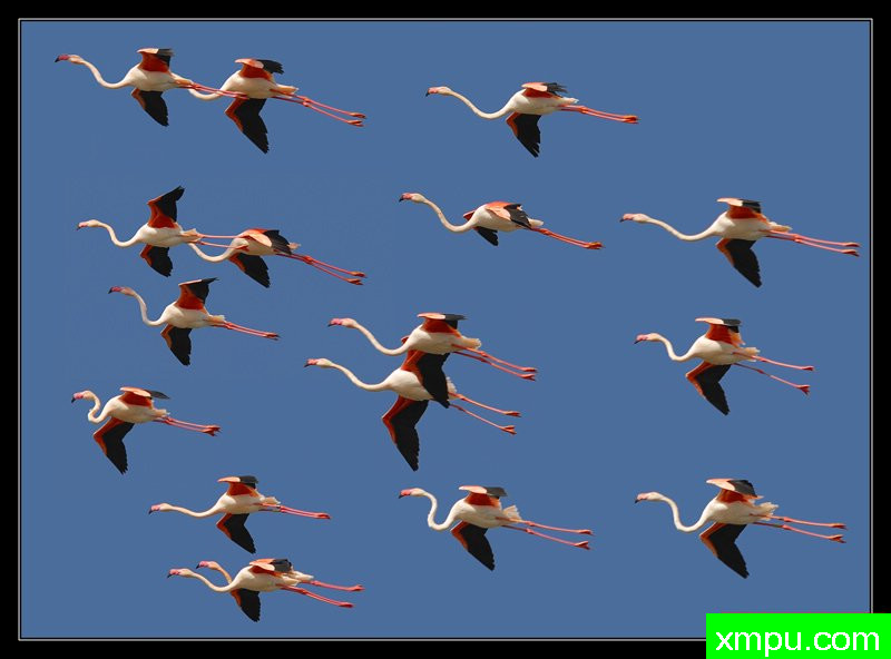 飞天火烈鸟---摄影师： Giangiorgio Crisponi摄影