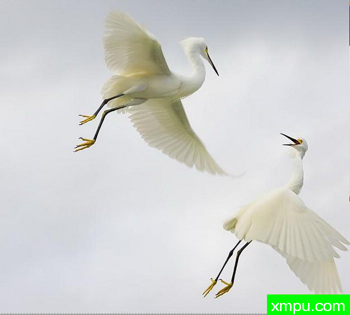 鹤舞---摄影师：  阿尔弗雷德Forns  摄影