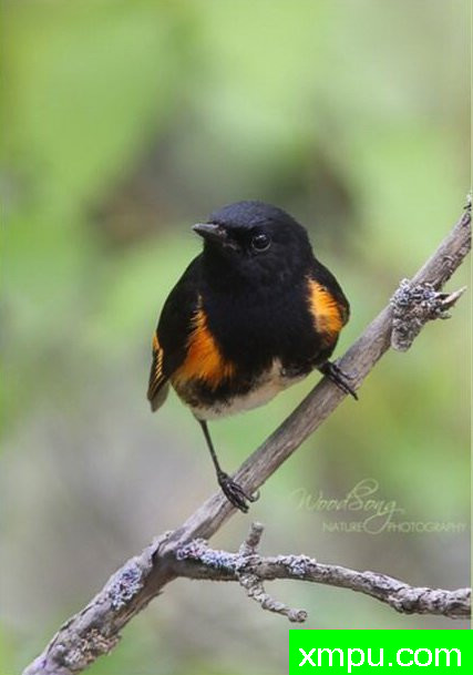 黑头黄翅--摄影师 伍德桑摄影
