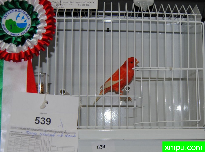 金丝雀-玉翅辣椒红冠军鸟--摄影师：BATTAGLIA64摄影