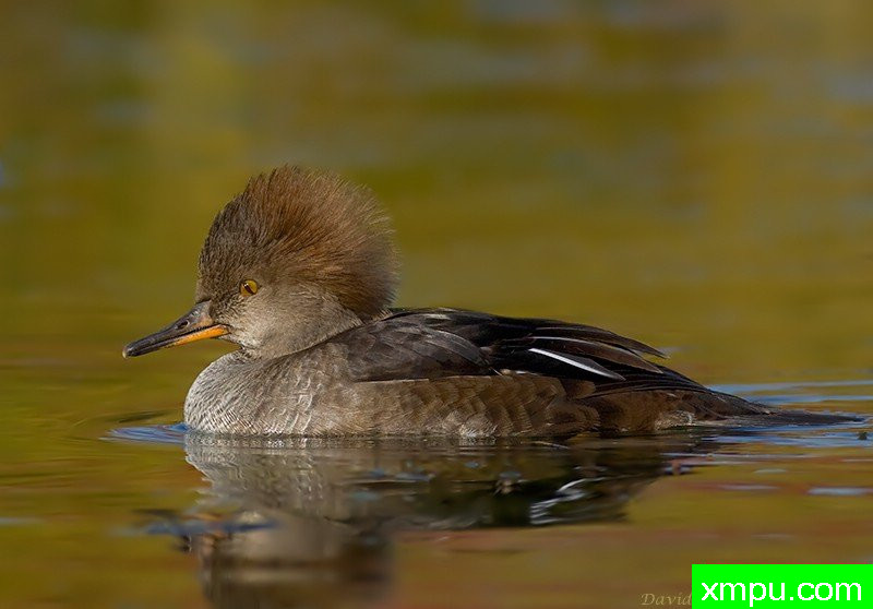 女帽衫--摄影师：大卫亨明斯摄影