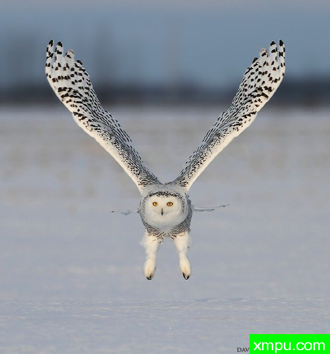 白雪鸮的对称性--摄影师：大卫亨明斯摄影