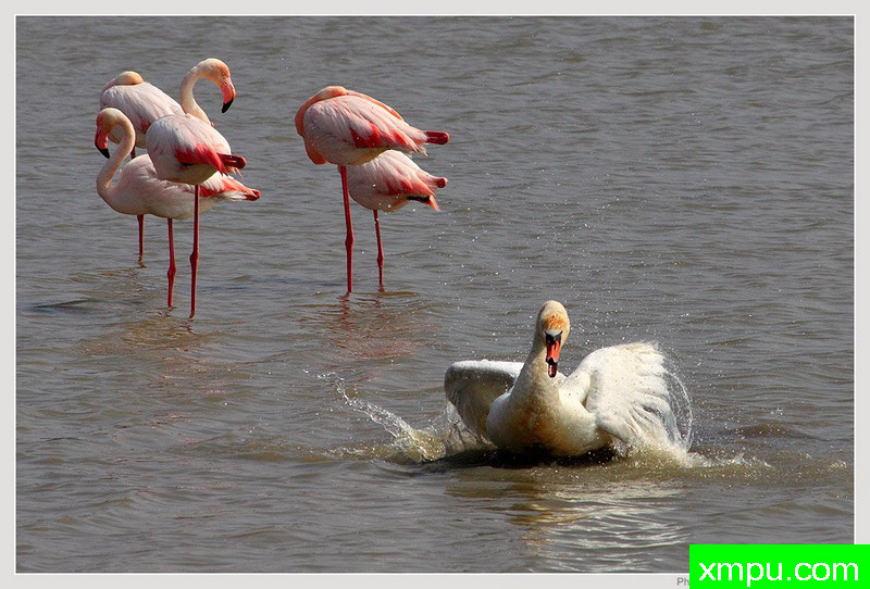 我喜欢游泳！---荒野摄影师 保罗德Faveri特摄影