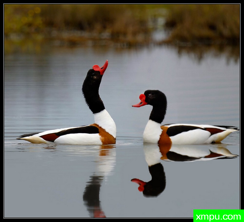 友好---摄影师： Giangiorgio Crisponi摄影
