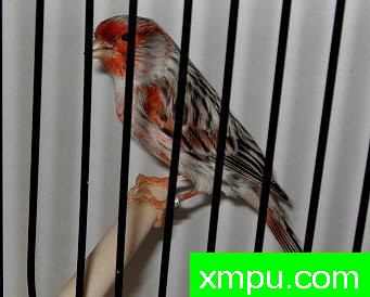 金丝雀-红玛瑙--摄影师：德卡纳里斯摄影[法国]