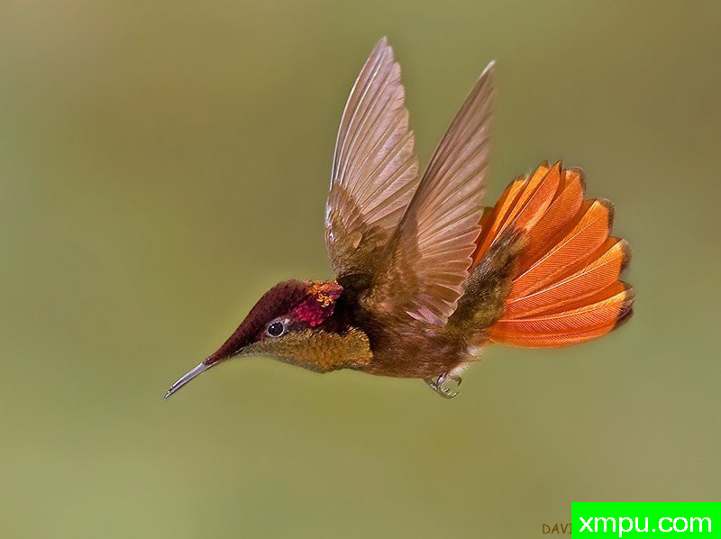 红宝石黄玉蜂鸟--著名鸟类摄影师：大卫亨明斯摄影