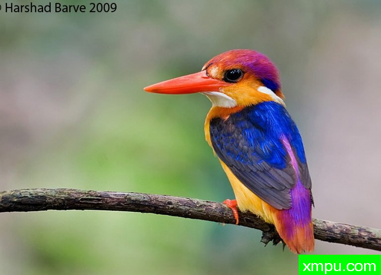 印度宝石 --著名摄影师：哈沙德Barve摄影