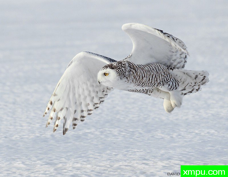 弹力雪鹰--著名摄影师：大卫亨明斯摄影