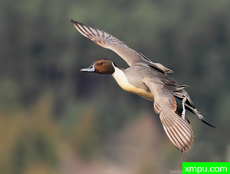 飞鸭--摄影师：大卫亨明斯摄影