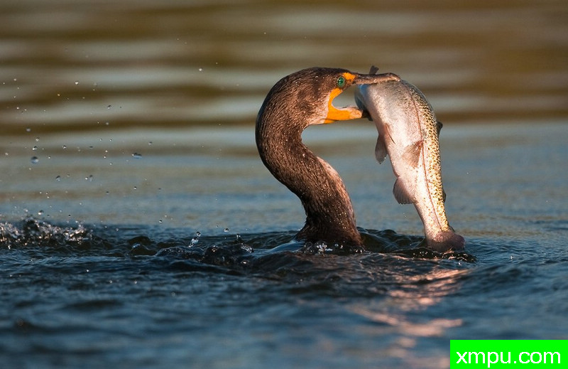 鸬鹚和早餐-- 著名荒野摄影师：蒙斯廷内特摄影