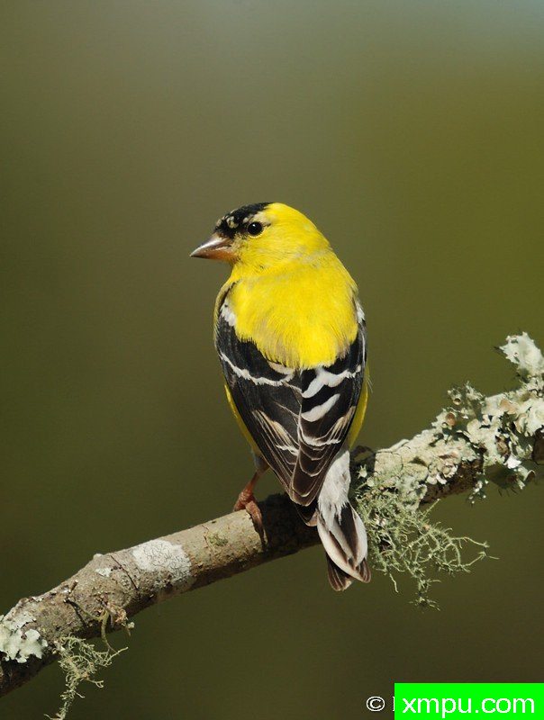 戈尔德芬奇[美国]---摄影师：彼得5月