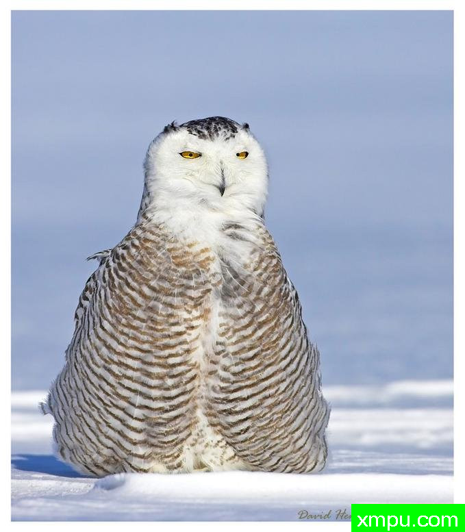 立地成佛--著名荒野摄影师：大卫亨明斯摄影