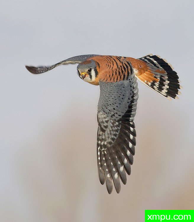 红隼---摄影师：大卫亨明斯摄影