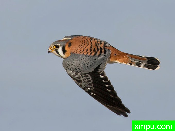 红隼---摄影师：大卫亨明斯摄影