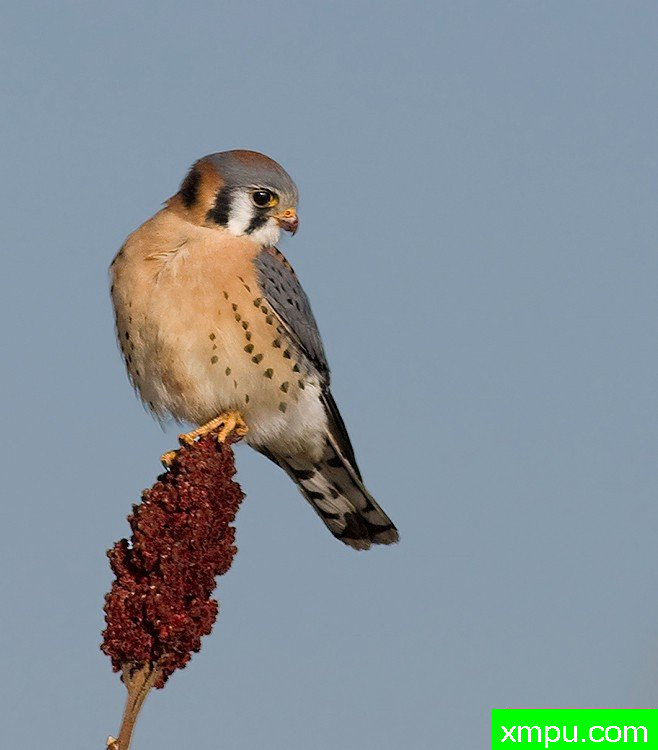 红隼---摄影师：大卫亨明斯摄影