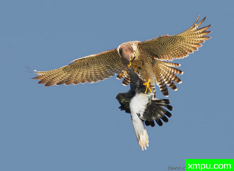 血的亲吻--著名摄影艺术师：大卫亨明斯摄影