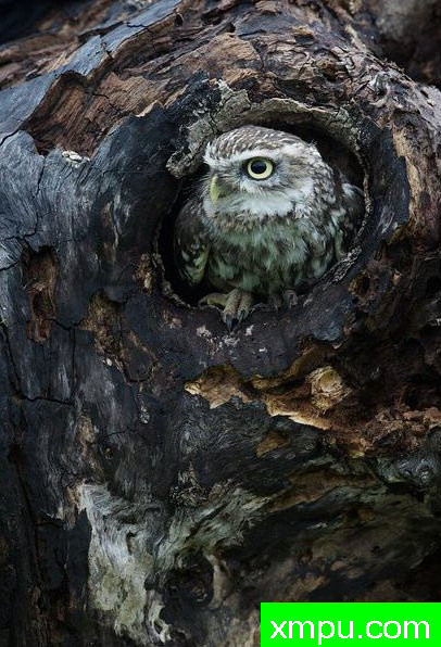 守家---摄影师： 科林Crowdey 摄影