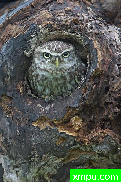 守家---摄影师： 科林Crowdey 摄影