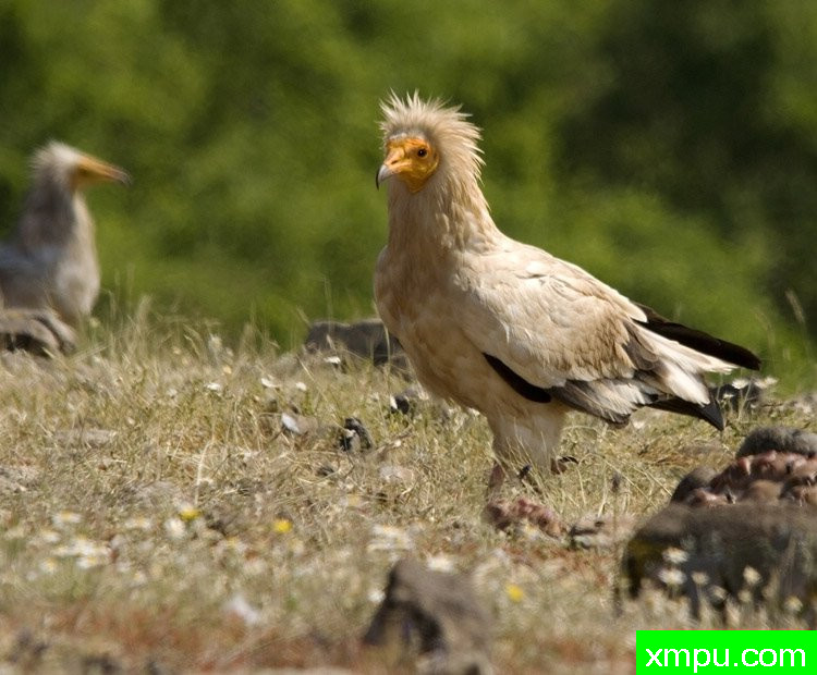 秃鹫在山坡的草地[保加利亚]--摄影师：克利夫诺顿BAHons 摄影