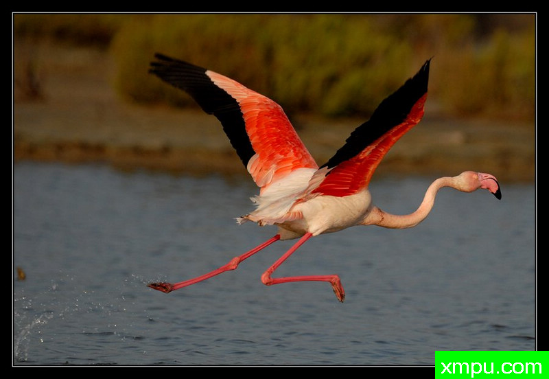 火烈鸟长春花---摄影师： Giangiorgio Crisponi摄影