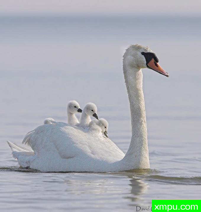 傲游--著名摄影师：大卫亨明斯摄影